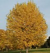 This image has an empty alt attribute; its file name is Silver-Maple.jpg