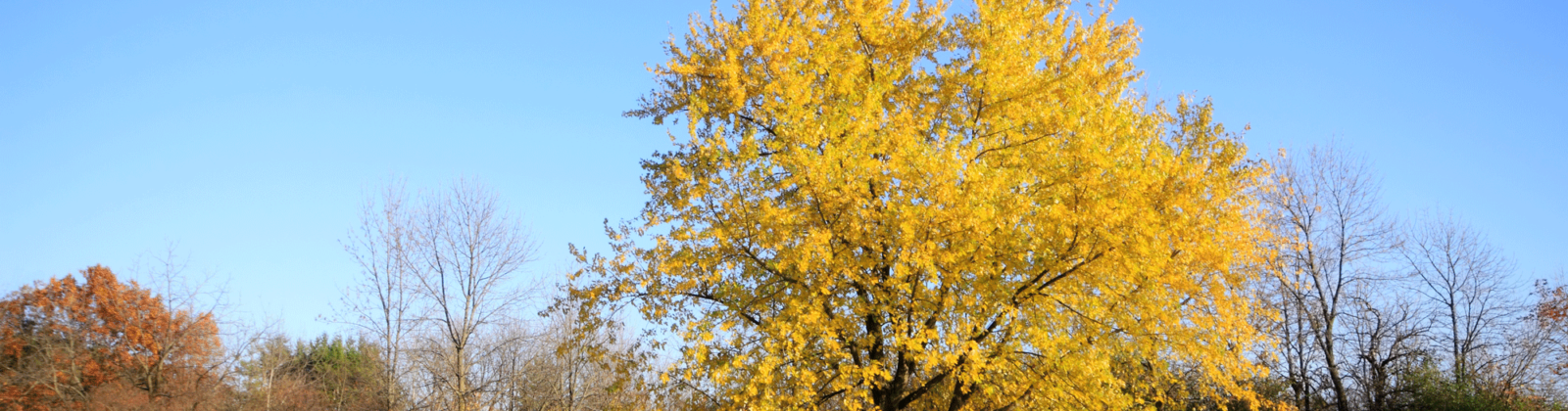 Silver Maple in Autumn